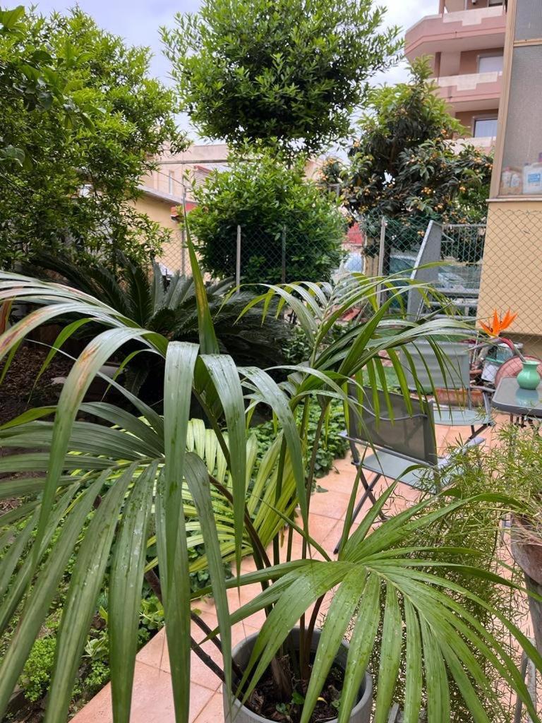 Apartment Tangerine Tree House
